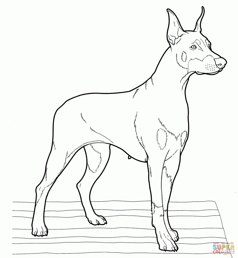 realistic dog coloring pages