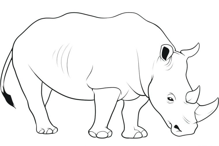 rhino coloring page