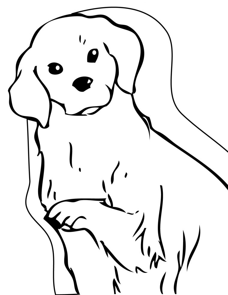 golden retriever coloring page