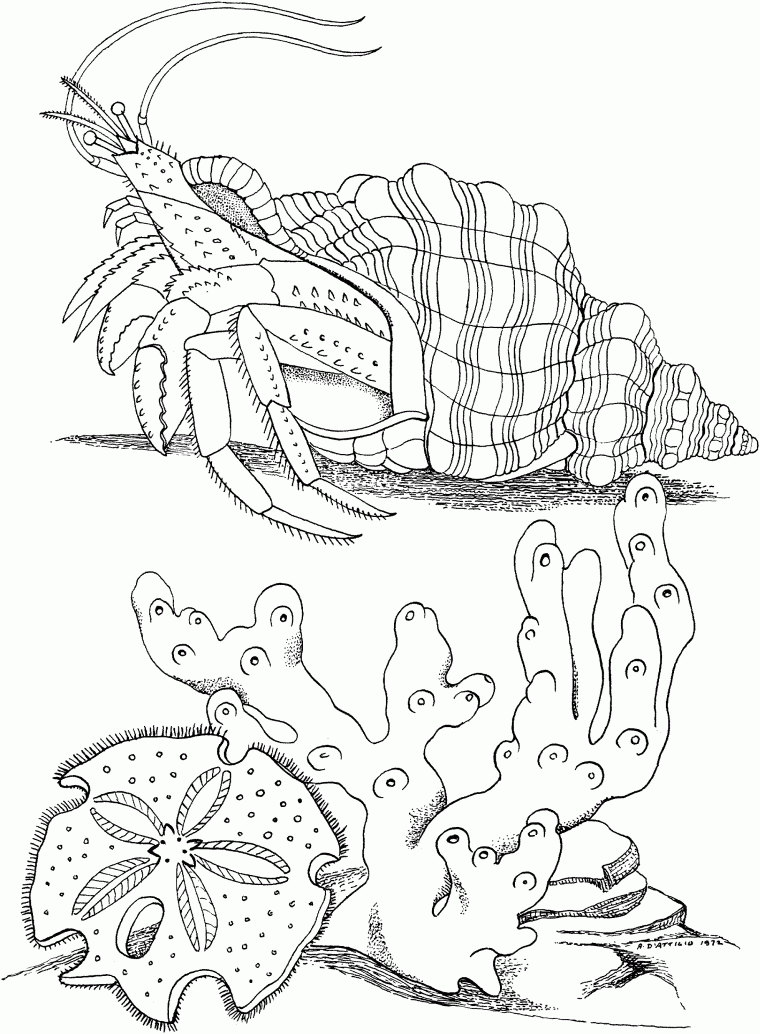 crab coloring page