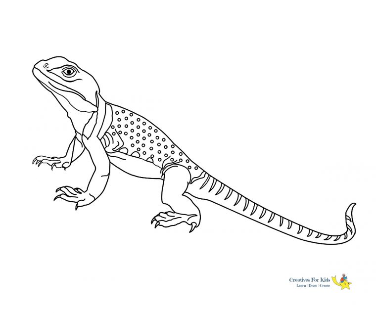 lizard coloring page