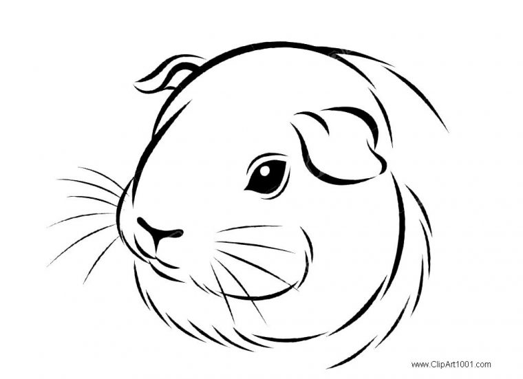 coloring pages guinea pigs