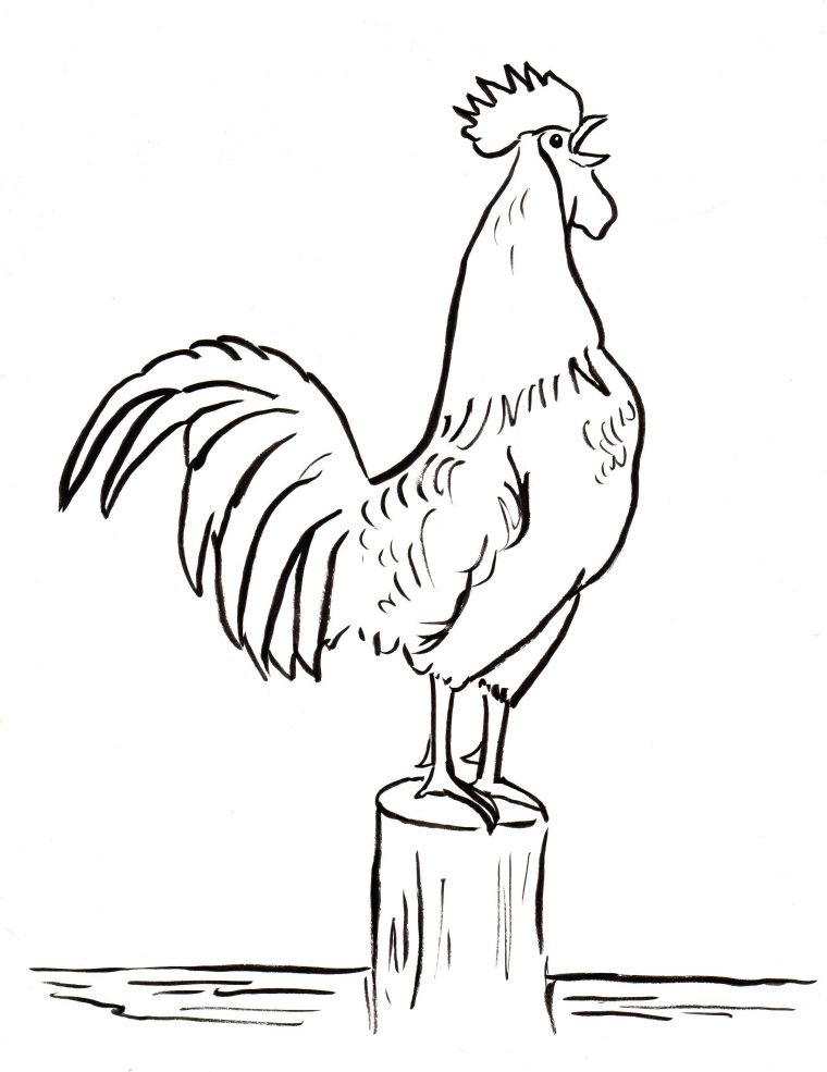 coloring page rooster