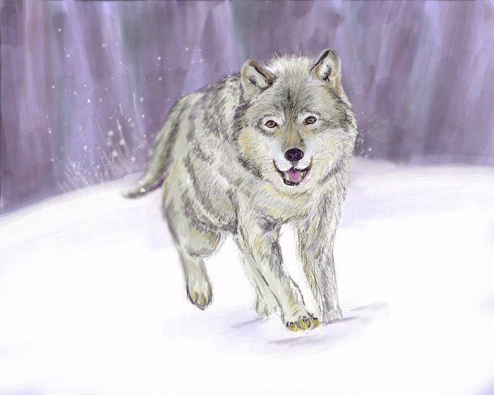 1001 + Astuces D'Artiste Pour Apprendre À Réaliser Un Dessin De Loup destiné Dessin Taªte De Loup Facile