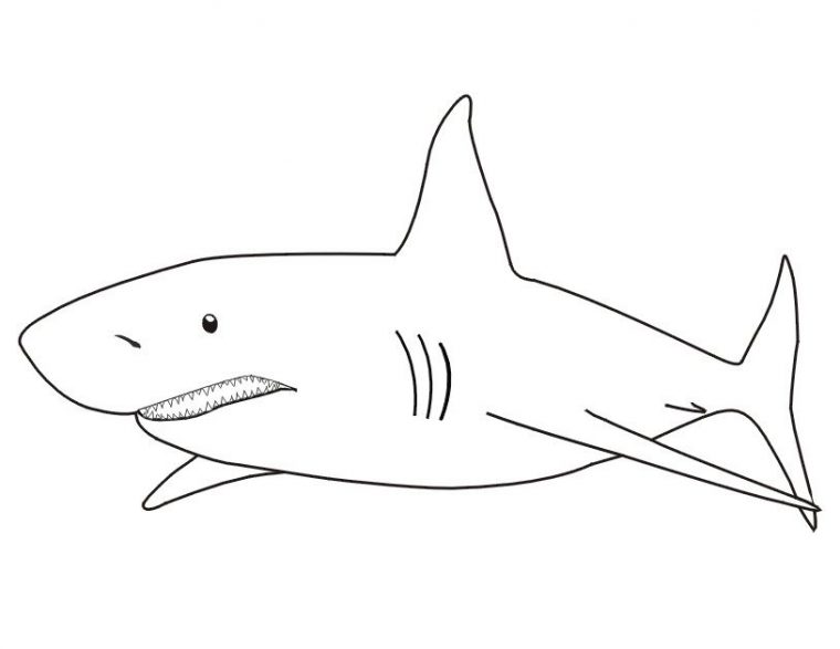 15 Élégant Coloriage Requin Photograph | Coloriage Requin, Coloriage destiné Dessin A Colorier Facile Requin