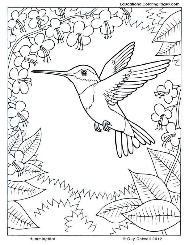 hummingbird coloring page