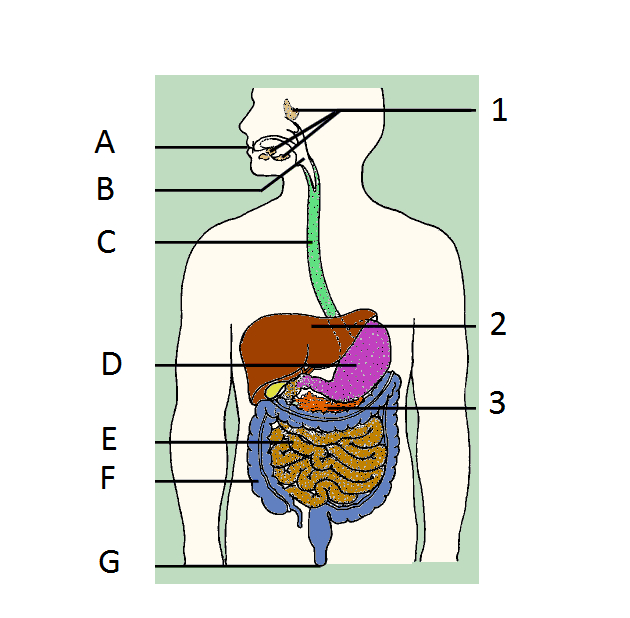 1Pléter Les Légendes À L'Aide Du Schémaci-Dessous encequiconcerne Schacma Appareil Respiratoire Vierge