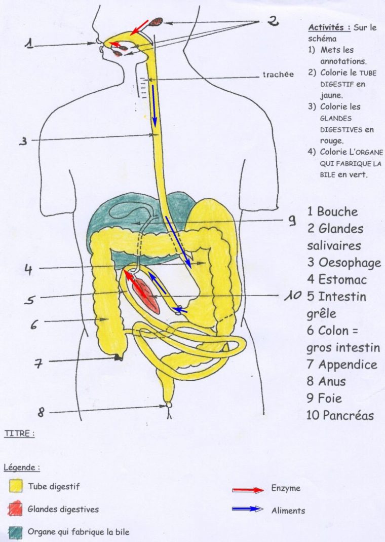 5E I Fonctionnement Corps Humain – Sophie.griebel encequiconcerne Schacma Appareil Respiratoire Vierge