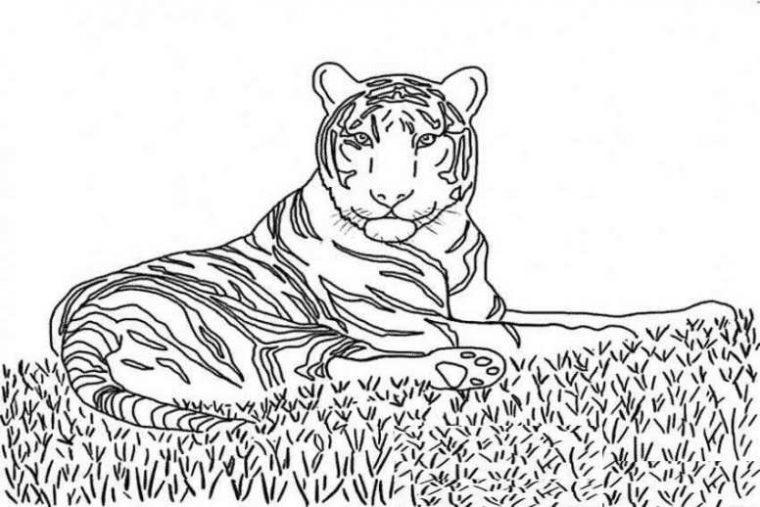 72 Dessins De Coloriage Tigre À Imprimer Sur Laguerche – Page 5 encequiconcerne Dessin A Colorier Tigre Gratuit A Imprimer