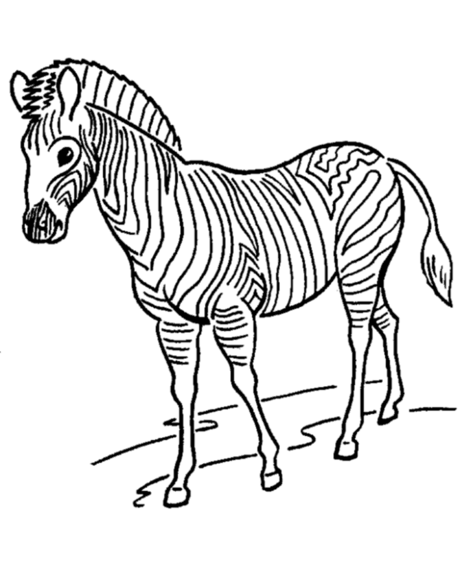 zebra color pages