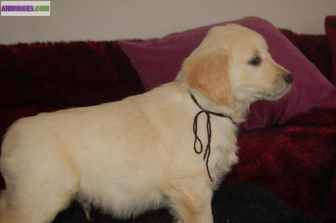 A Donner Chiot Type Golden Retriever encequiconcerne Image A Imprimer De 2 Goleden Retrever