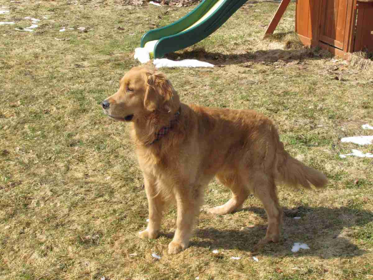 Accouplement Golden Retriever - Annoncextra avec Image A Imprimer De 2 Goleden Retrever