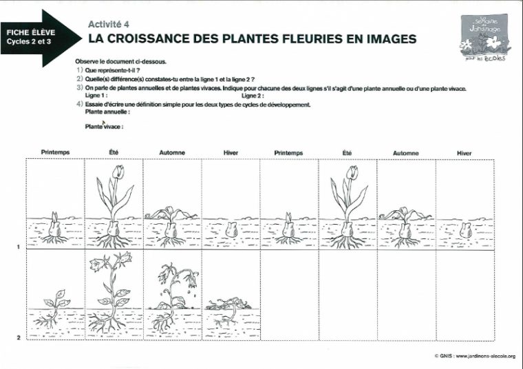 Activité serapportantà Image Sequentielle Graine