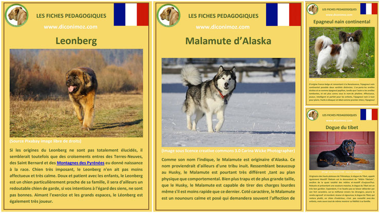 Ajout De 4 Fiches D'Identité : Les Chiens – Animaux Sauvages, Chats à Animal Qui Commence Par Q En Anglais