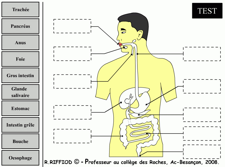 Appareil Digestif De L'Homme – Svt – Académie De Besançon avec Schacma Appareil Respiratoire Vierge