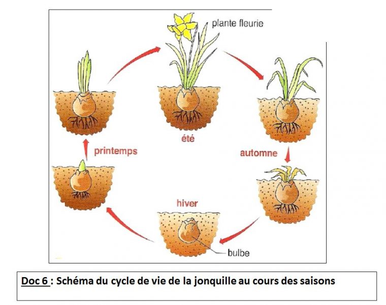 Art-Thérapie Dynamique Promo 2015: La Métamorphose De La Plante destiné Image Sequentielle Graine