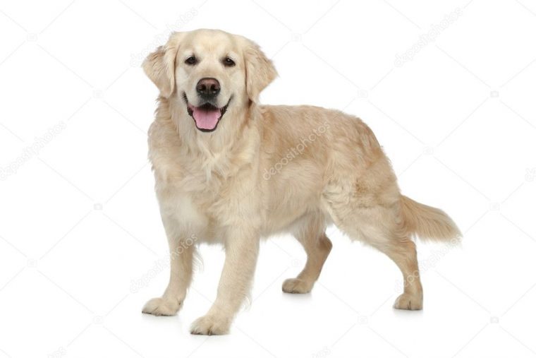 Chien Golden Retriever Sur Fond Blanc — Photographie Fotojagodka © #4193145 encequiconcerne Image A Imprimer De 2 Goleden Retrever