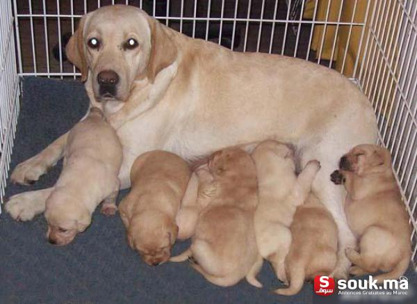 Chiot Labrador Pure Race Age 2 Mois | Casablanca | Souk.ma – سوق المغرب serapportantà Image A Imprimer De 2 Goleden Retrever