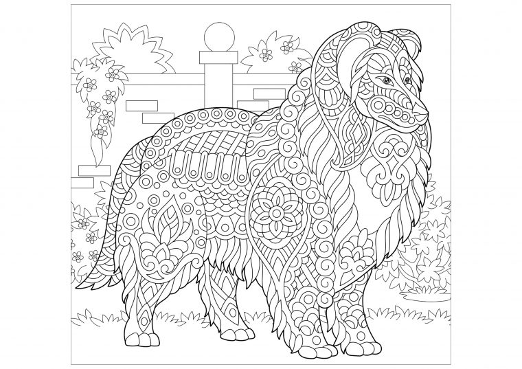 Colley À Colorier – Chiens – Coloriages Difficiles Pour Adultes concernant Coloriage Mandala Jungle A Imprimer