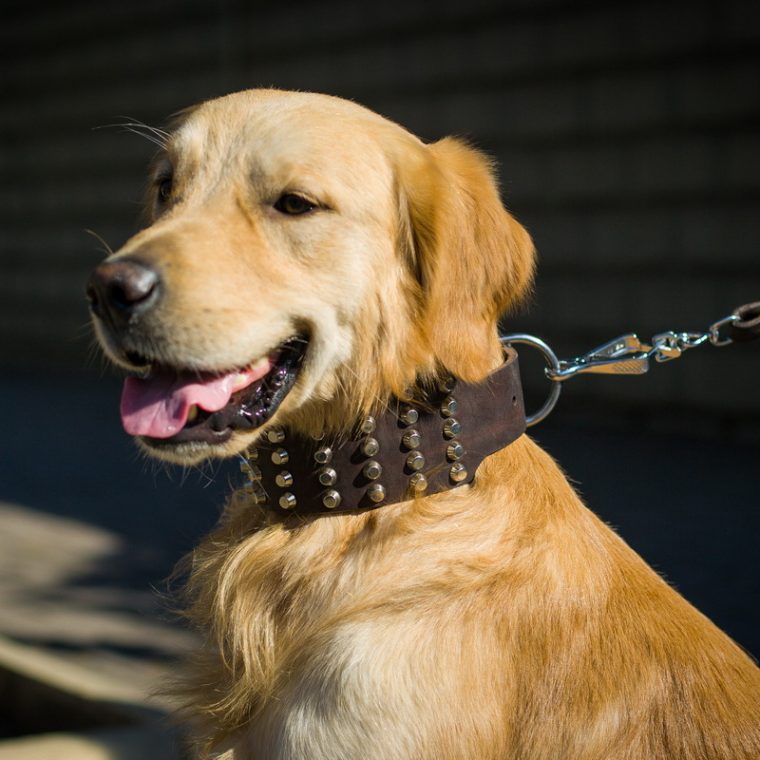 Collier Cuir Pour Chien Golden Retriever Adulte «Cadeau Parfait» – C94 serapportantà Image A Imprimer De 2 Goleden Retrever