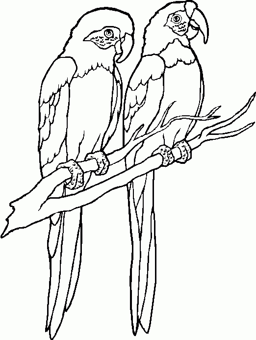 Coloriage Animaux Sauvages / De La Jungle #21088 (Animaux) – Album De destiné Coloriage Gratuit Animaux De La Jungle À Imprimer