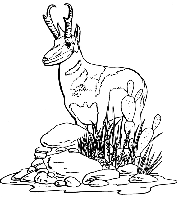 Coloriage Antilope #22606 (Animaux) – Album De Coloriages avec Coloriage Animaux Gazelle