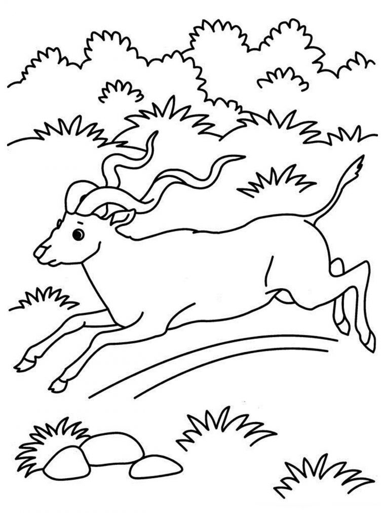 Coloriage Antilope #22607 (Animaux) – Album De Coloriages intérieur Coloriage Animaux Gazelle