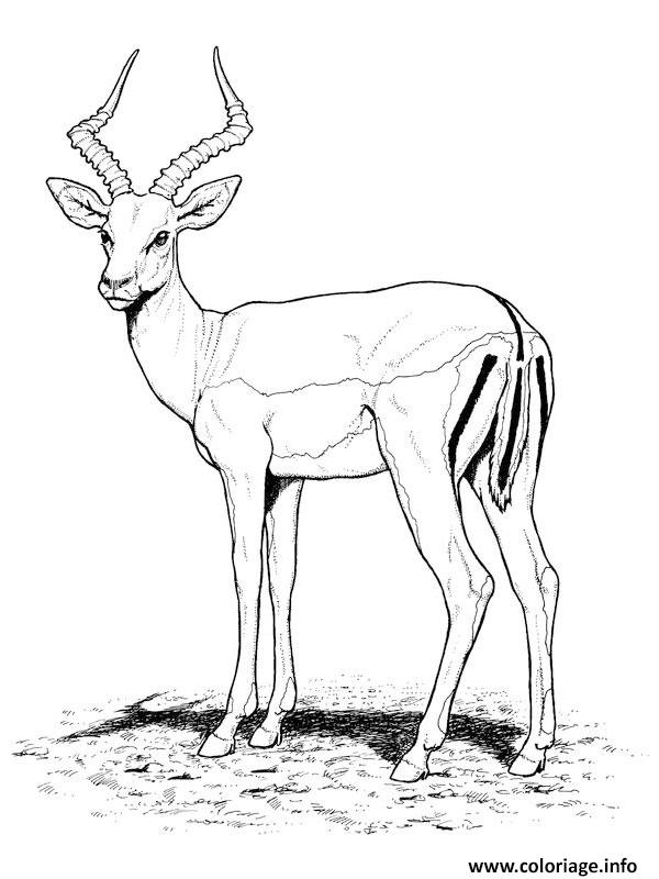 Coloriage Antilope Animal Sauvage Tres Craintif Dessin Animaux Sauvages serapportantà Coloriage Animaux Gros Yeux