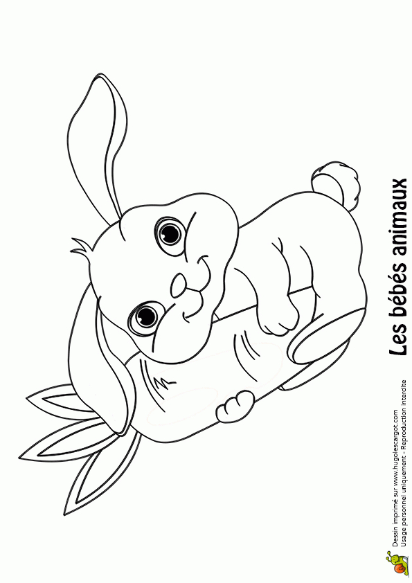 Coloriage Bébé Lapin encequiconcerne Dessin Animaux Facile A Colorier