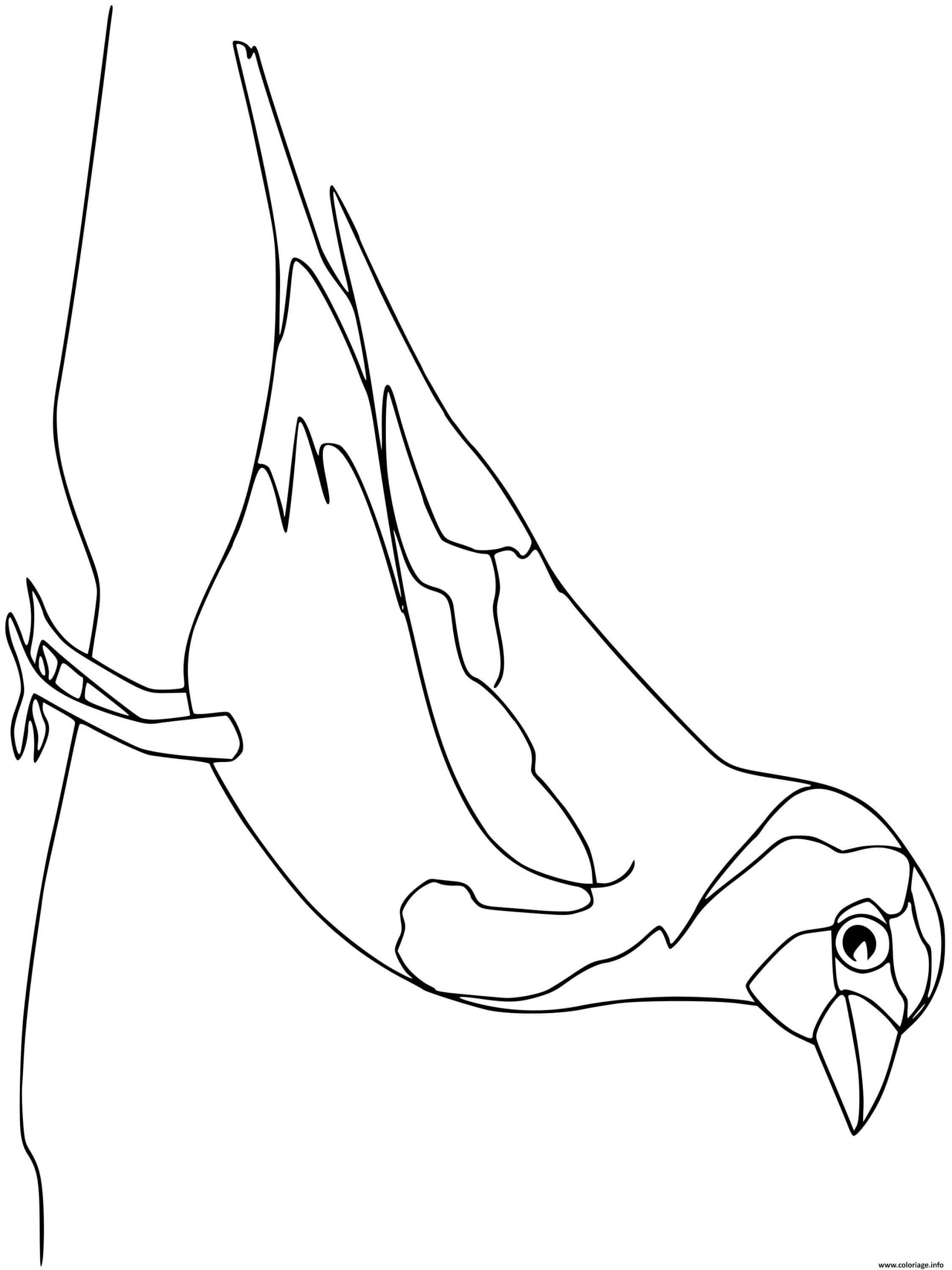 Coloriage Chardonneret Oiseau Dessin Oiseau À Imprimer intérieur Oiseau Coloriage Magique