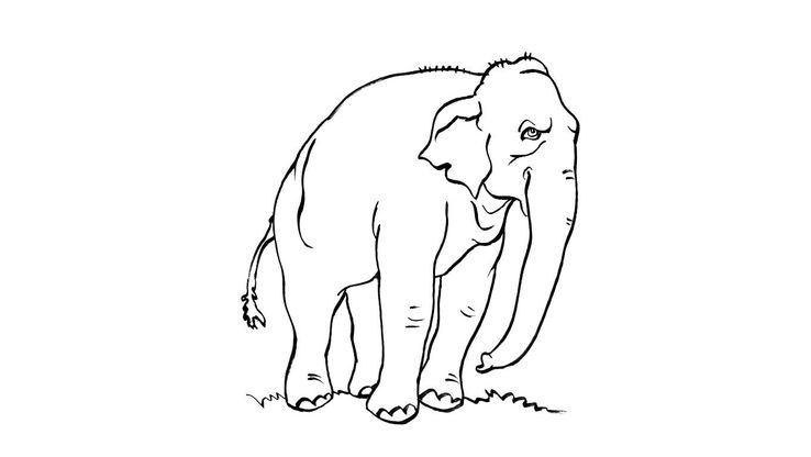 Coloriage Eléphant 7 – Coloriage Elephants – Coloriages Animaux à Coloriage Animaux 7 Ans