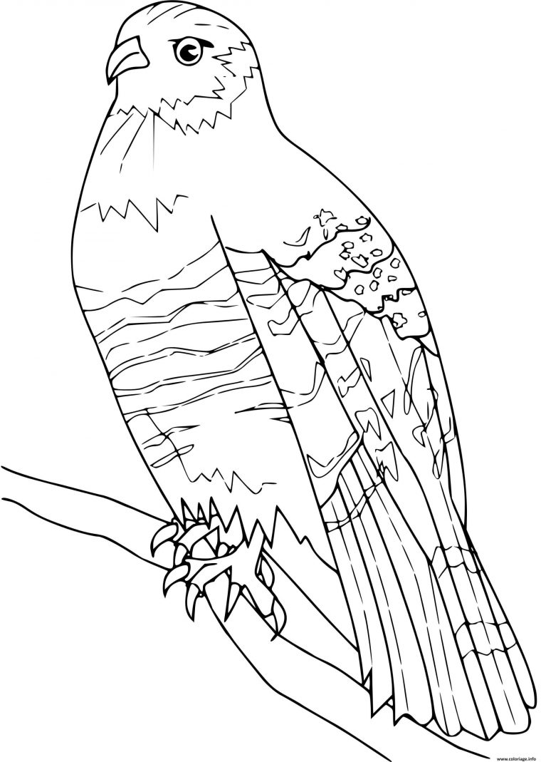 Coloriage Faucon Bis Dessin Oiseau À Imprimer dedans Coloriage En Ligne Oiseau