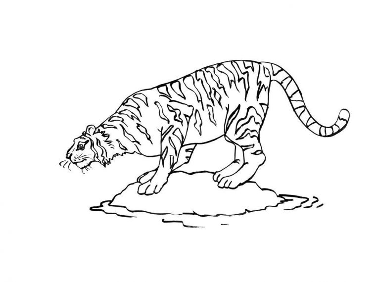 Coloriage Félin 9 – Coloriage Felins – Coloriages Animaux pour Coloriage Animaux 9 Ans