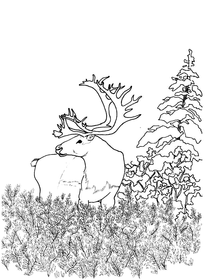 Coloriage Forêt Gratuit À Imprimer Et Colorier | Adf à Coloriage Animaux Foret Imprimer