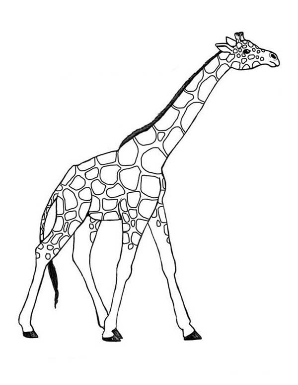 Coloriage Girafe #7260 (Animaux) – Album De Coloriages encequiconcerne Coloriage Animaux Girafe