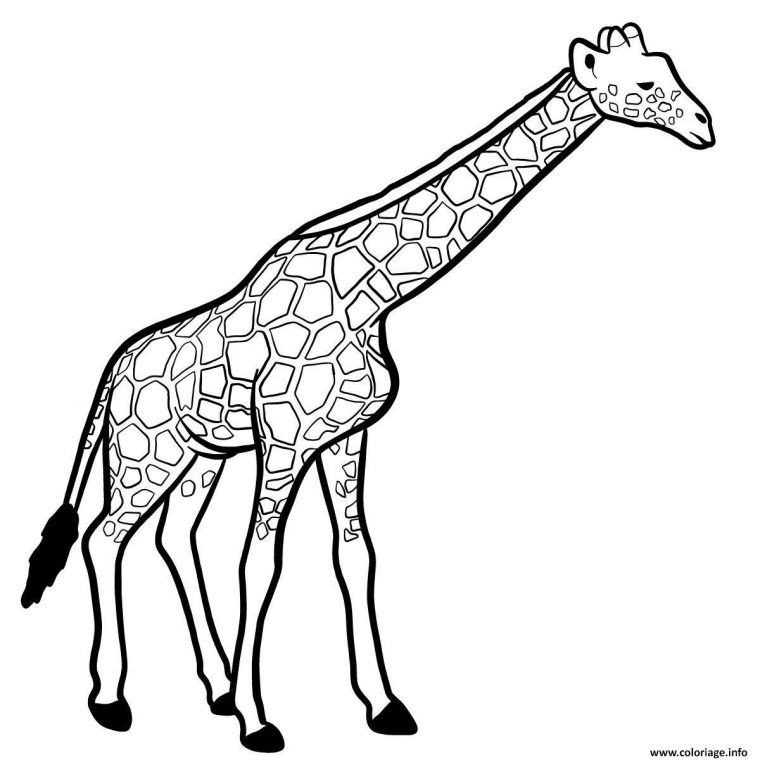Coloriage Girafe Mammifere De La Savane Africaine Dessin Animaux serapportantà Grand Coloriage Animaux
