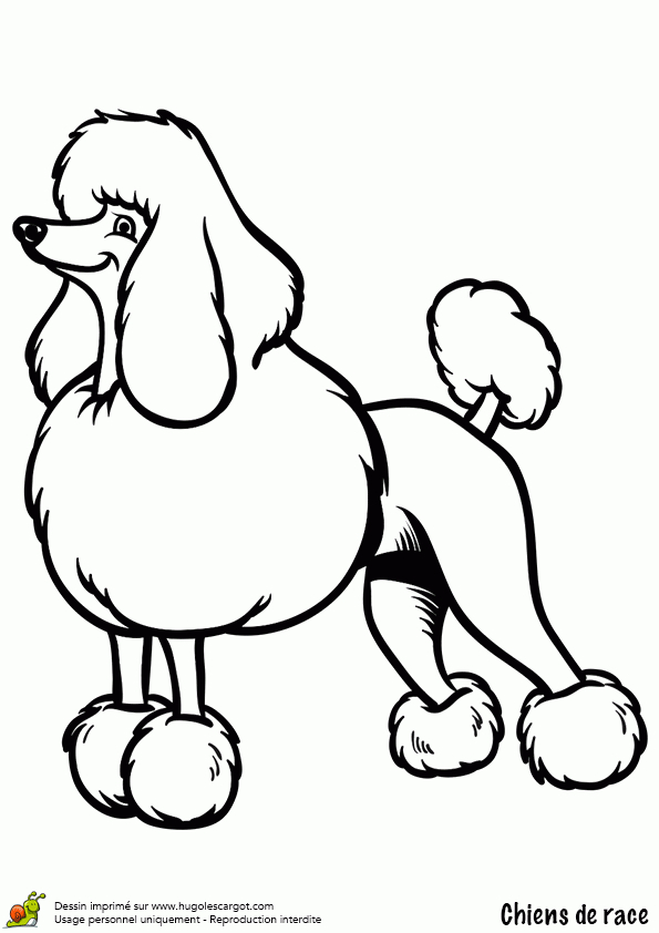 Coloriage Le Merveilleux Chien Caniche tout Dessin A Colorier Facile Chien