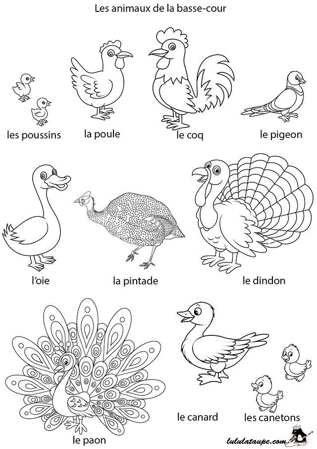 Coloriage, Les Animaux De La Basse-Cour – Lulu La Taupe, Jeux Gratuits avec Coloriage Animaux 4 Ans