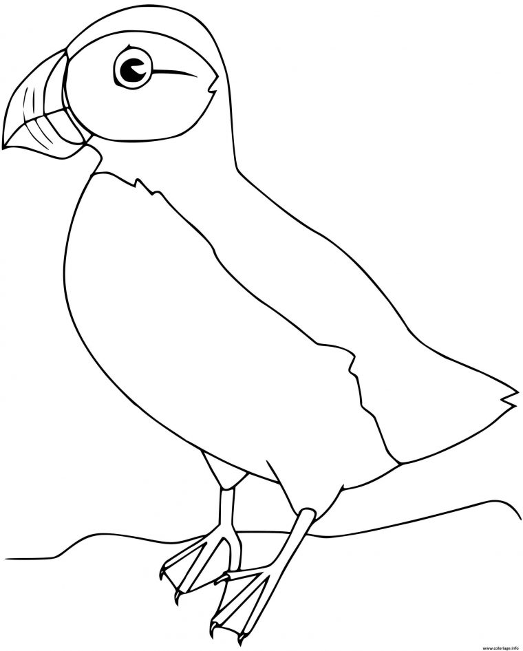 Coloriage Macareux Oiseau Dessin Oiseau À Imprimer dedans Oiseau Coloriage Magique