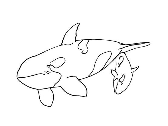 Coloriage Mammifère Marin 9 – Coloriage Mammiferes Marins – Coloriages serapportantà Coloriage Animaux 9 Ans