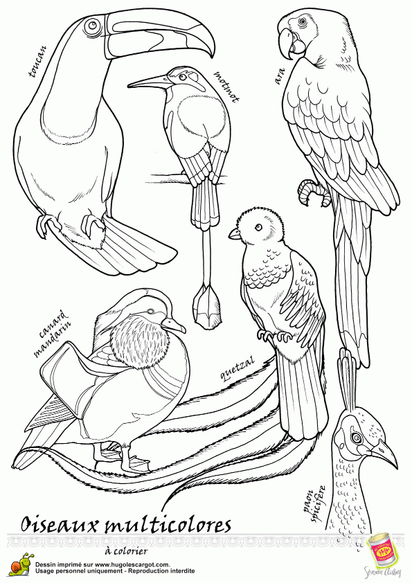 Coloriage Oiseau Legende Multicolores Sur Hugolescargot serapportantà Coloriage Animaux 7 À Imprimer