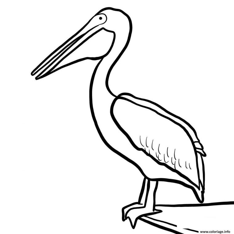 Coloriage Oiseau Pelican Pelecanus Dessin Oiseau À Imprimer intérieur Coloriage En Ligne Oiseau