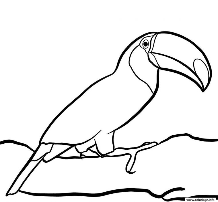 Coloriage Oiseau Toucan Toco Vit Dans La Foret Tropicale Dessin Oiseau destiné Oiseau Coloriage Magique