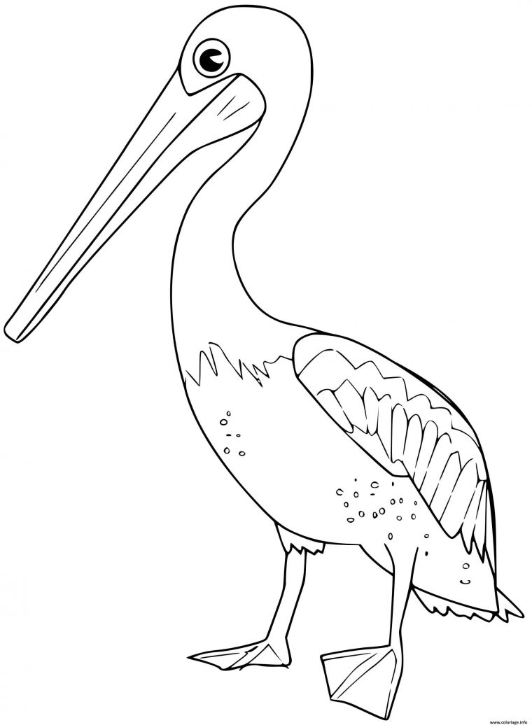 Coloriage Pelican Dessin Oiseau À Imprimer avec Coloriage En Ligne Oiseau