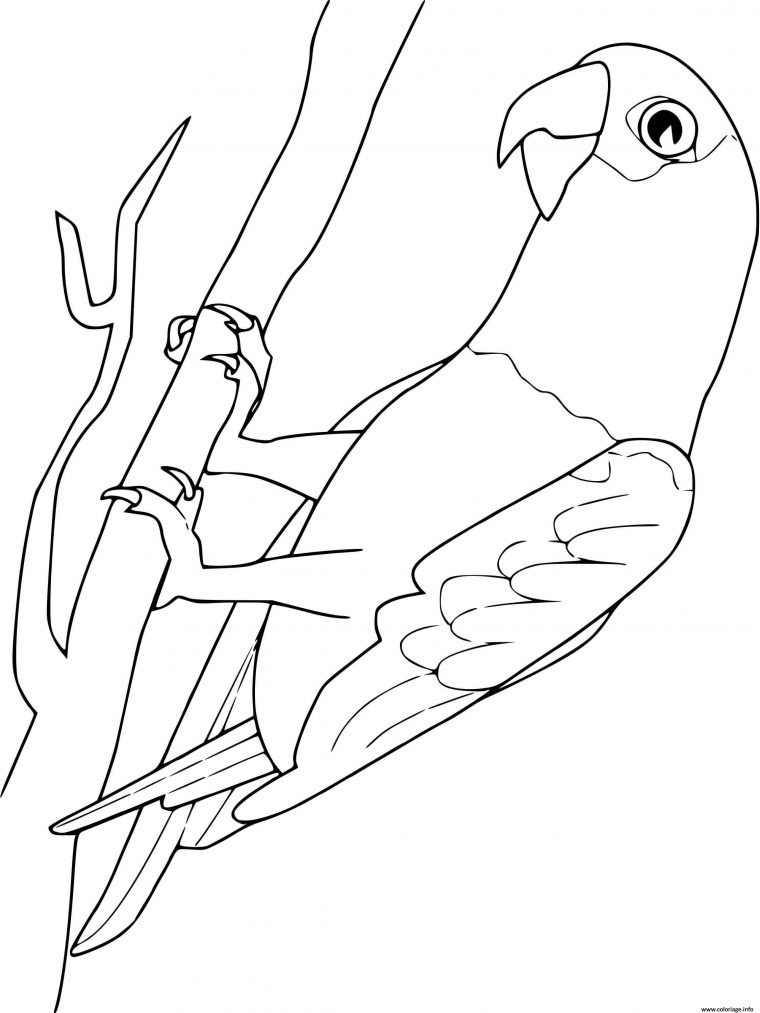 Coloriage Perroquet Gris Du Gabon Dessin Perroquet À Imprimer tout Coloriage En Ligne Oiseau