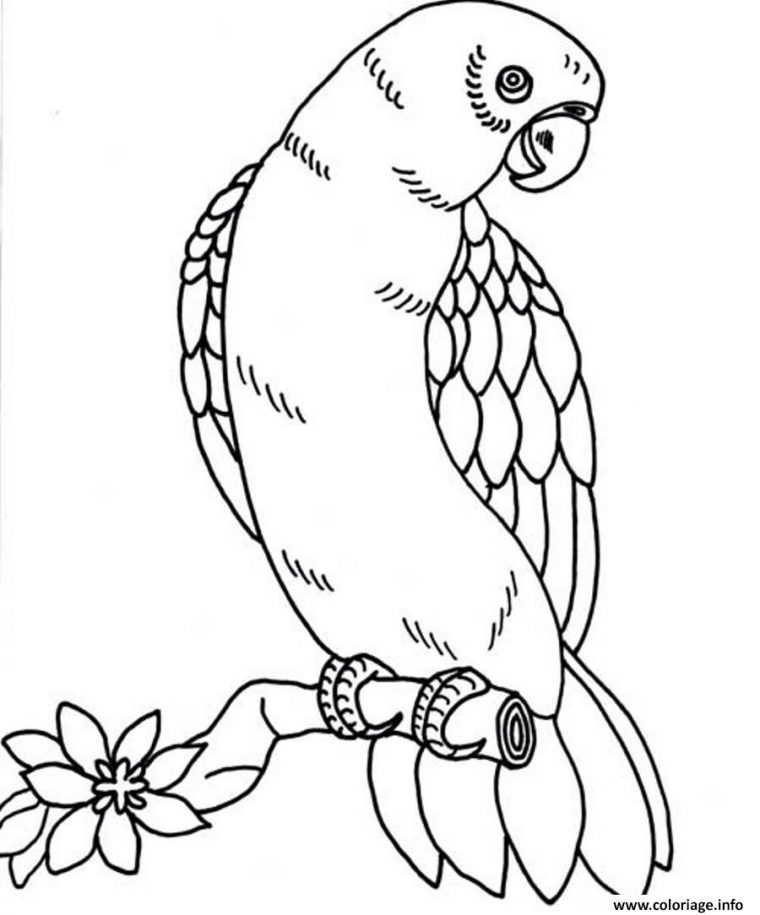 Coloriage Perroquets Avec Des Plumes De Differentes Couleurs Dessin tout Coloriage En Ligne Oiseau