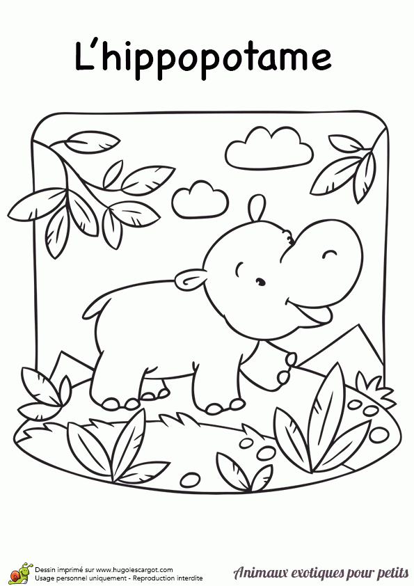 Coloriage Petits Animaux Exotiques Hippopotame dedans Coloriage Animaux École