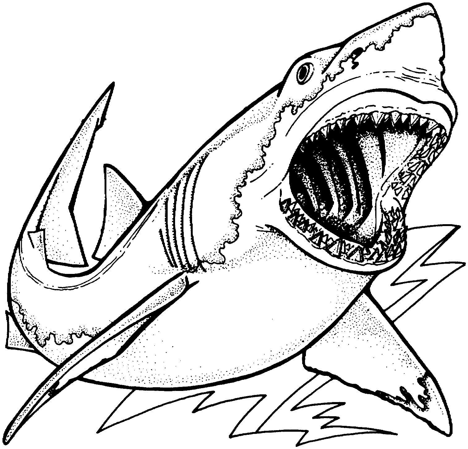 Coloriage Requin Blanc dedans Dessin A Colorier Facile Requin