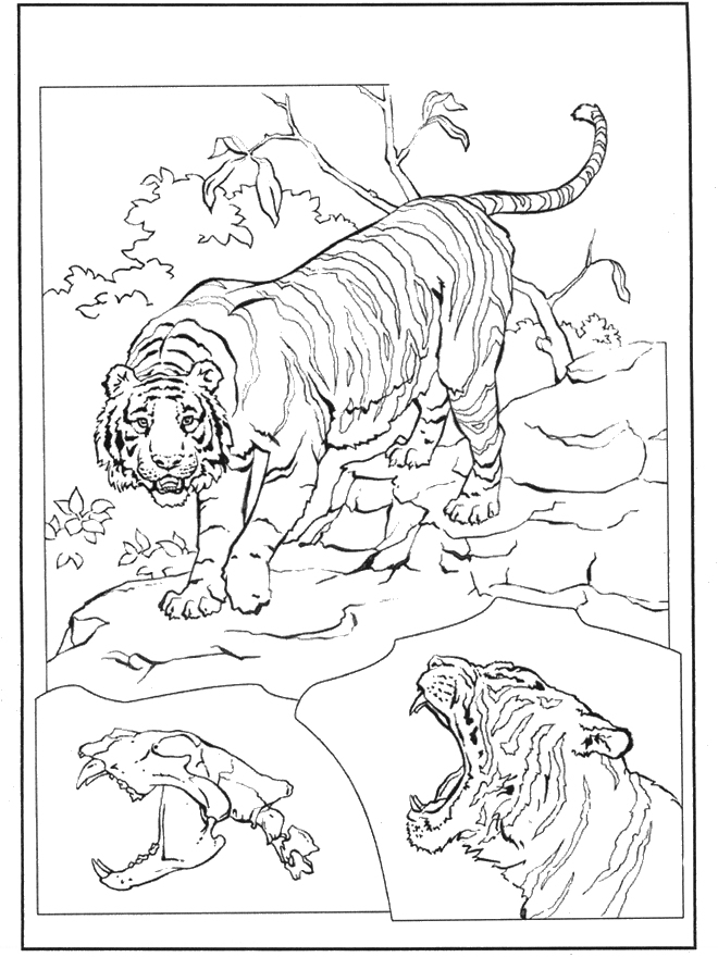 Coloriage Tigre À Imprimer Pour Les Enfants – Cp25677 encequiconcerne Dessin A Colorier Tigre Gratuit A Imprimer