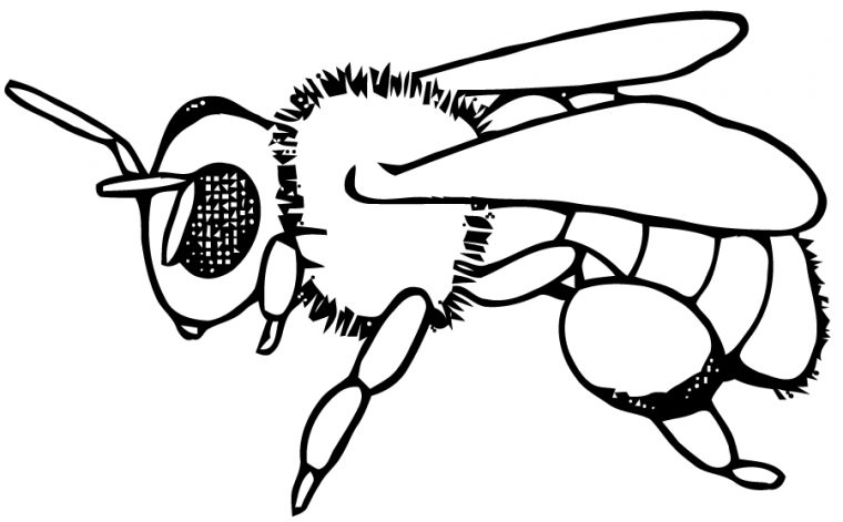 Coloriages À Imprimer : Abeille, Numéro : 760165 pour Coloriage Animaux Et Insectes